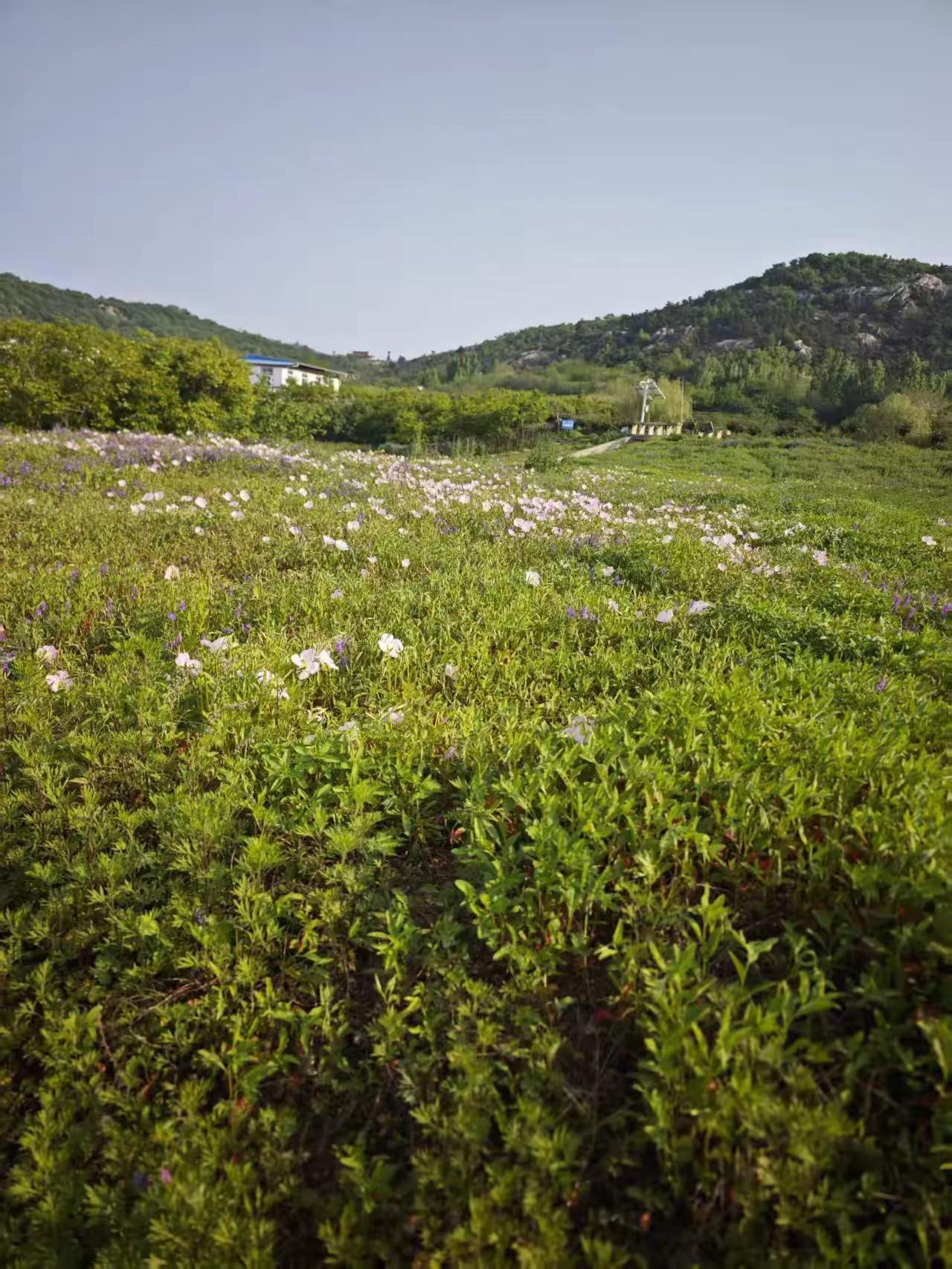 我是80年46岁的独生女，昨天休息中午去父母家做饭，吃饭期间，父母当着我们夫妻面