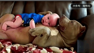 一脸凶相的恶霸犬照顾几个月大的婴儿, 让孩子趴在它肚子上入睡