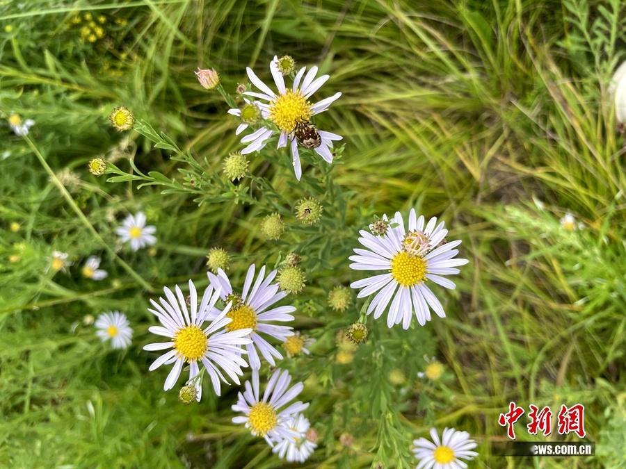 【带着额尔古纳河右岸去额尔古纳】这是属于大兴安岭与呼伦贝尔大草原之间的极致浪漫—
