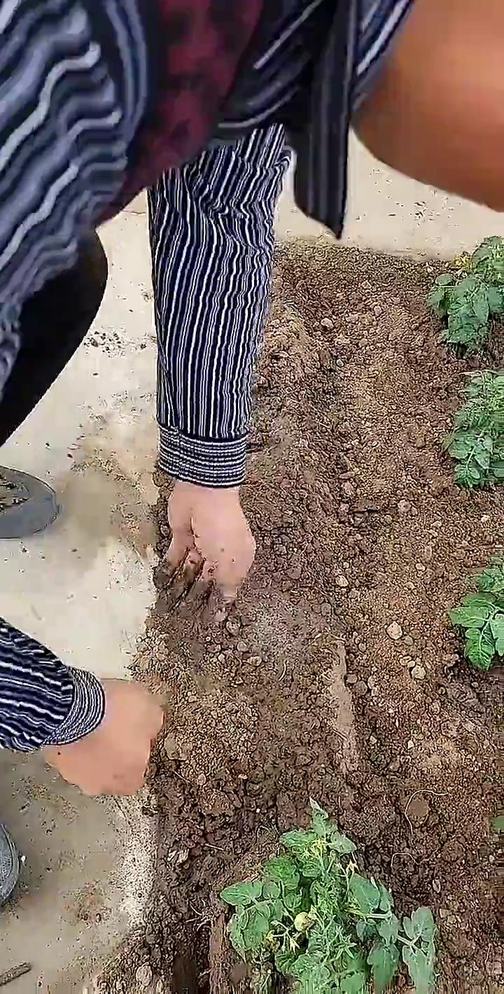 这几个壳忘割了，长腻，整个双眼皮不割都捞不着小柿子，全是腻。这个这套，这玩意一颗