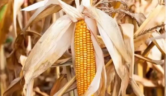 为什么玉米被认为是“外星植物”？大部分人都不知道，全球玉米年产12亿吨，但地球上