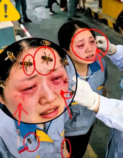 蜜箱里的致命对峙！收费员和农夫针尖对麦芒，一个si守规定，一个急着卖蜜，谁都不愿