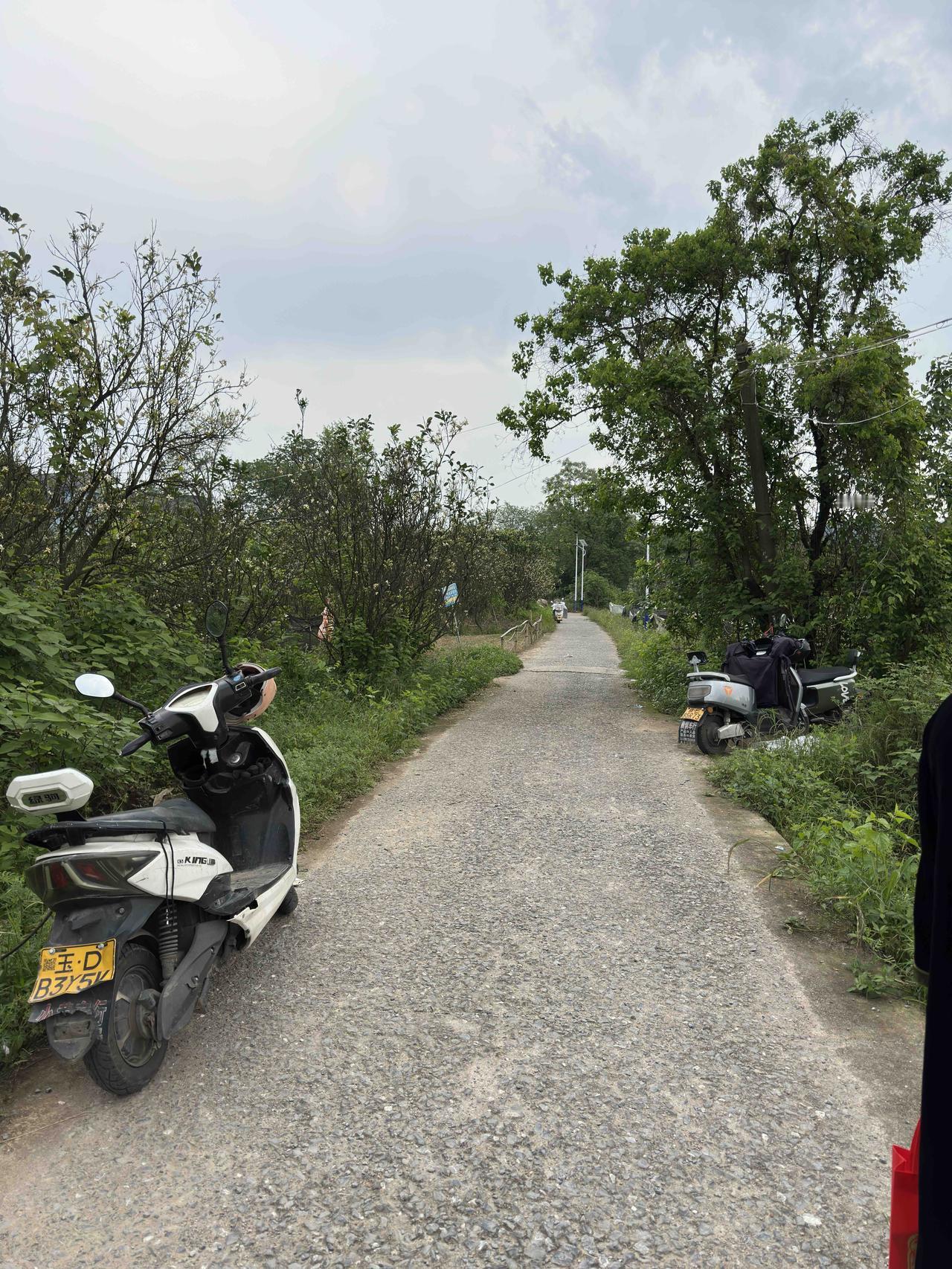 城东近郊，从这条柚子花香馥郁的小路进去，俨然进入陶渊明笔下的世外桃源！路边的野