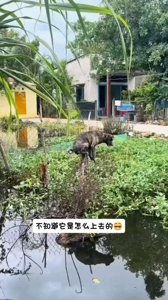 不知道它是怎么上去的😄