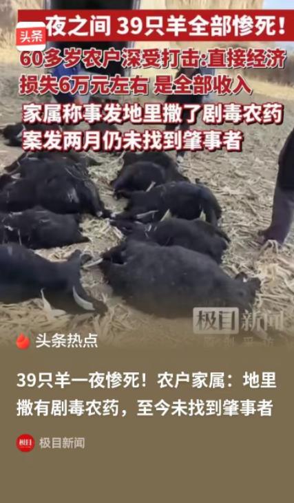 山西霍州这事太离谱！5月1日相关报道传开，当地一对老夫妻私自把39只羊