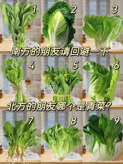 北方的朋友们！哪个是青菜！