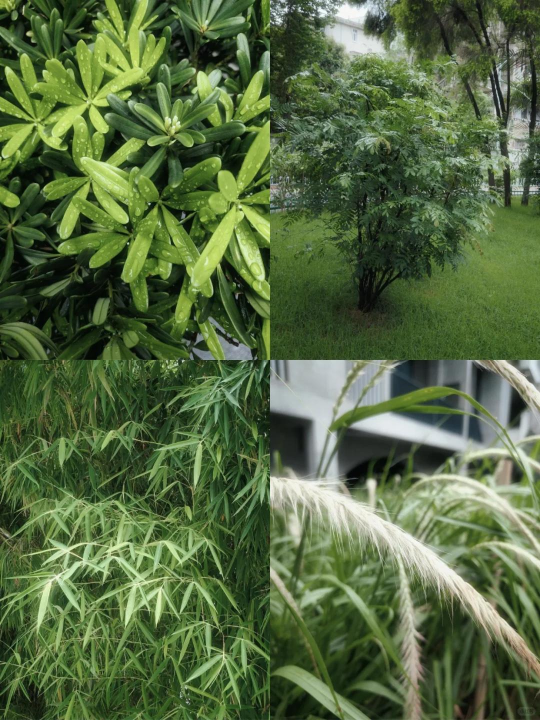 笑了，用相机的朋友羡慕我的手机...前几天趁天气还不错的时候，和朋友出去公园
