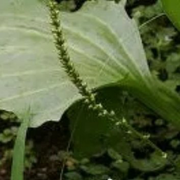 种植🍃车前草种植方法1.选择土地：车前草选湿润、肥沃的沙质壤土，可以选普通