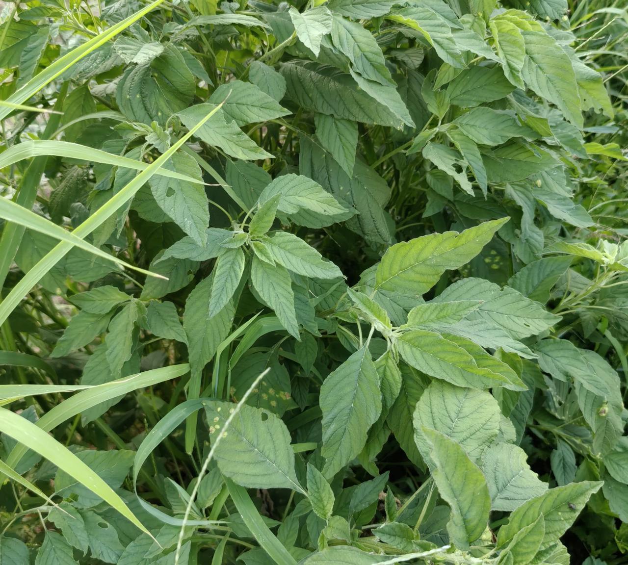 整地除草，眼里有宝，我特在意发现一些杂草中偷生的野菜野草，必须手下留情，善加保护
