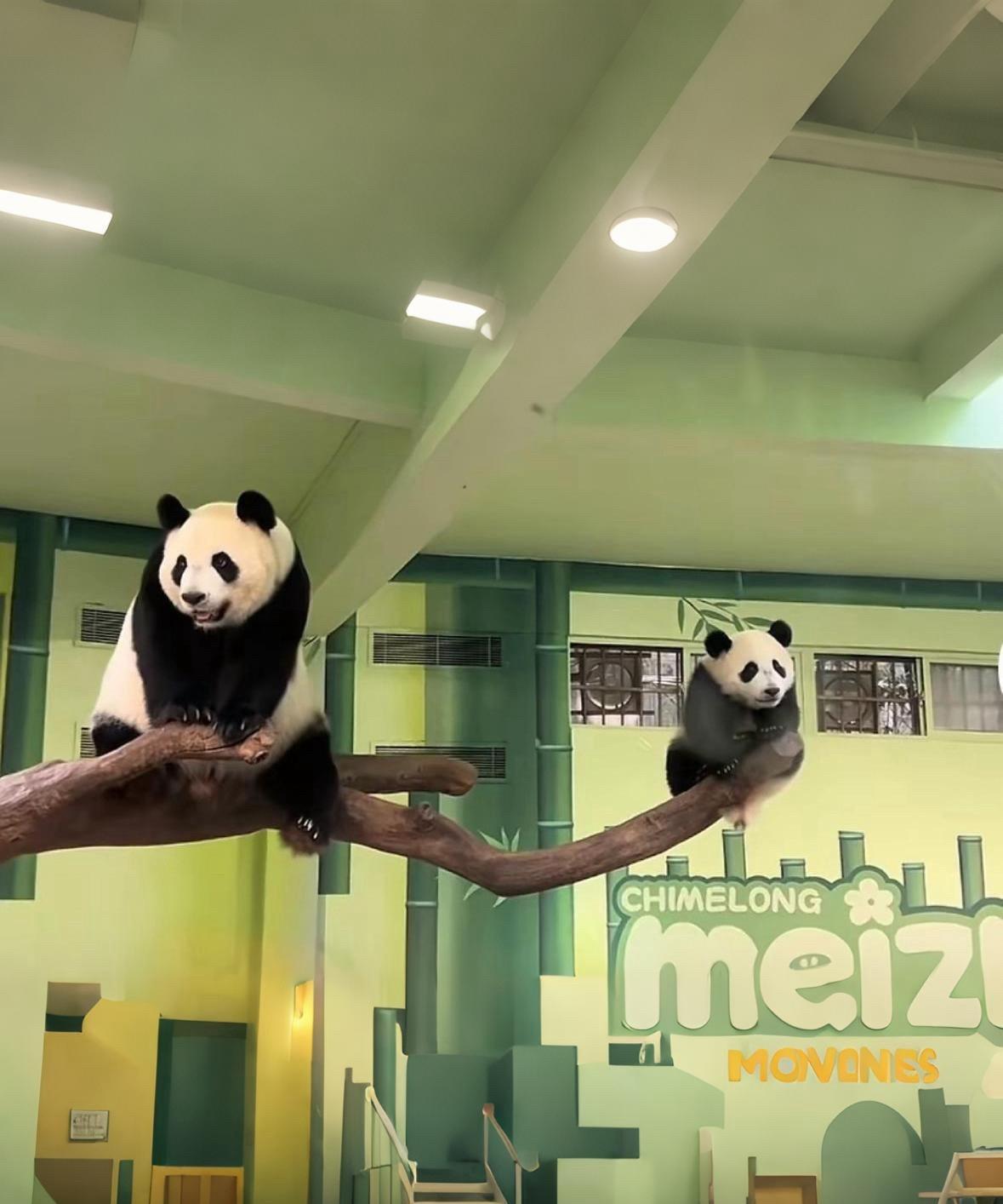 大熊猫“妹猪”和妈妈“萌萌”真是可爱极了！妹猪就好似一个小白面馒头[大笑]“