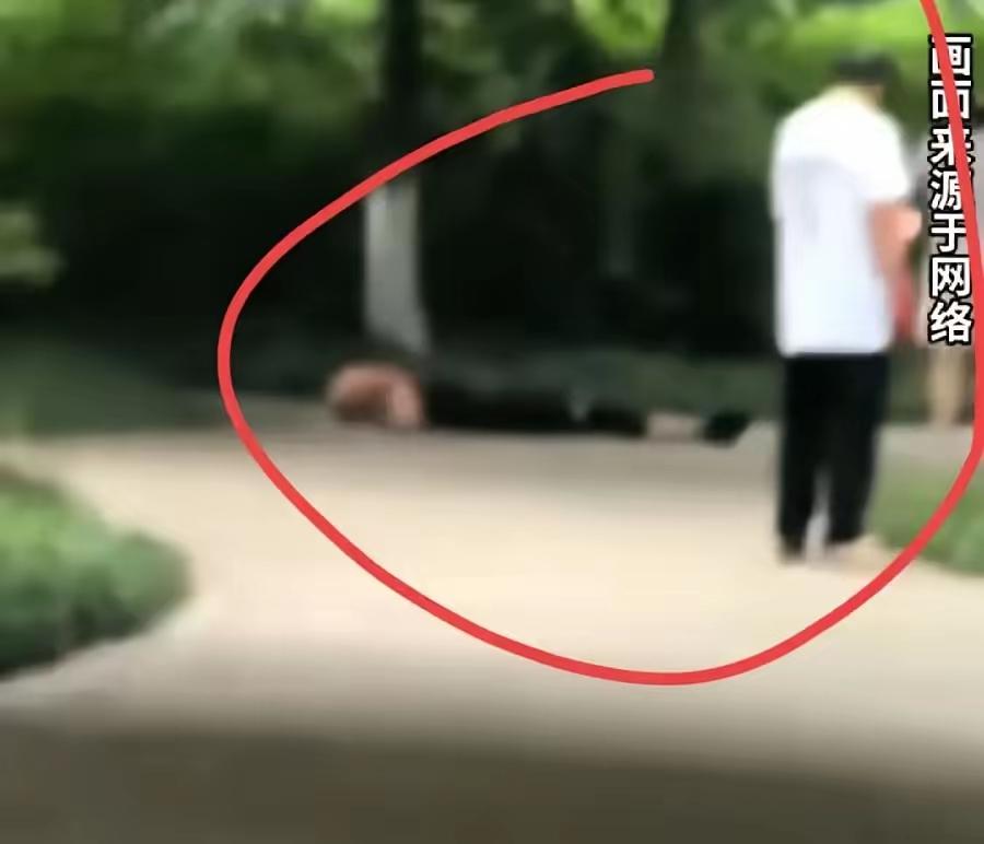 重庆理工雅苑现场，绿化树林小路上，一名男子穿着白色短袖体恤衫、黑色裤子、白色球鞋
