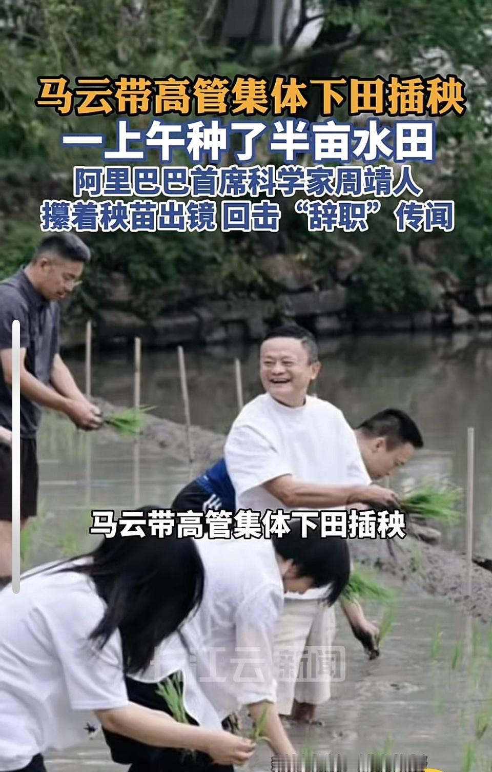 6月22日，马云带着一众阿里高管下田插秧的照片刷屏。阿里巴巴合伙人刘振飞在内网发