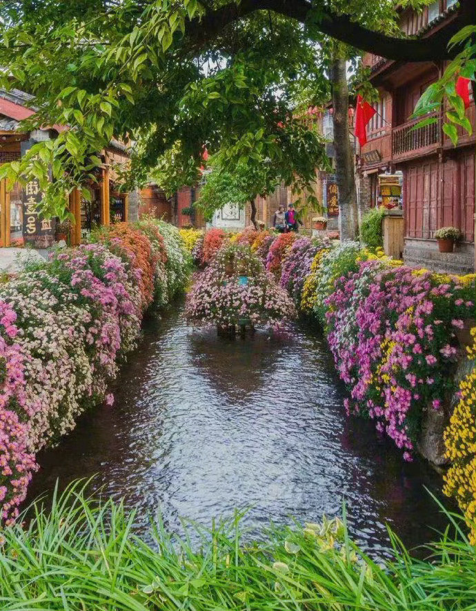 丽江古城，花香满城，如痴如醉。​​​