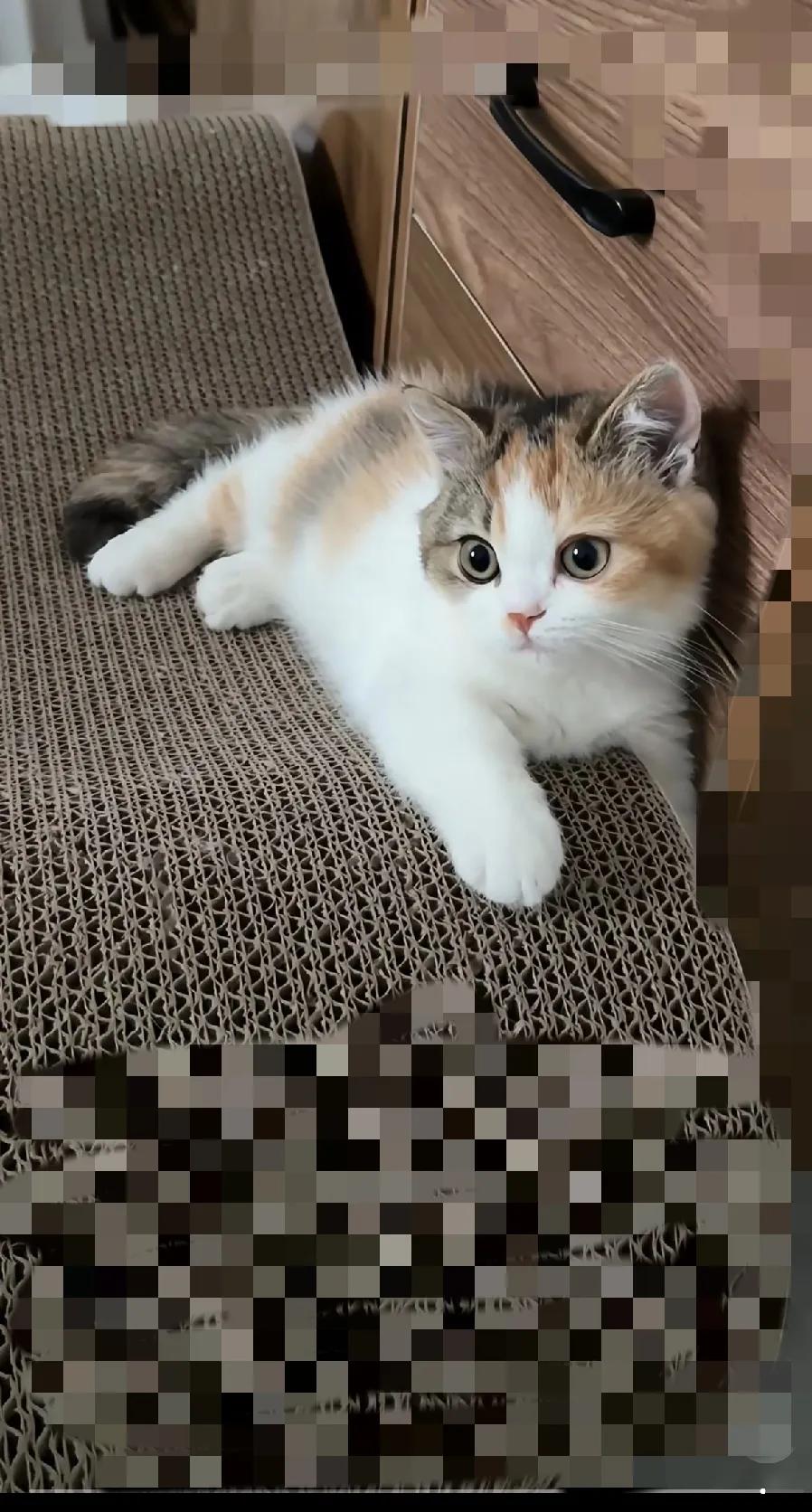 家人们，养猫之后真的感觉猫咪能听懂人话！就说我家那位“主子”，带它