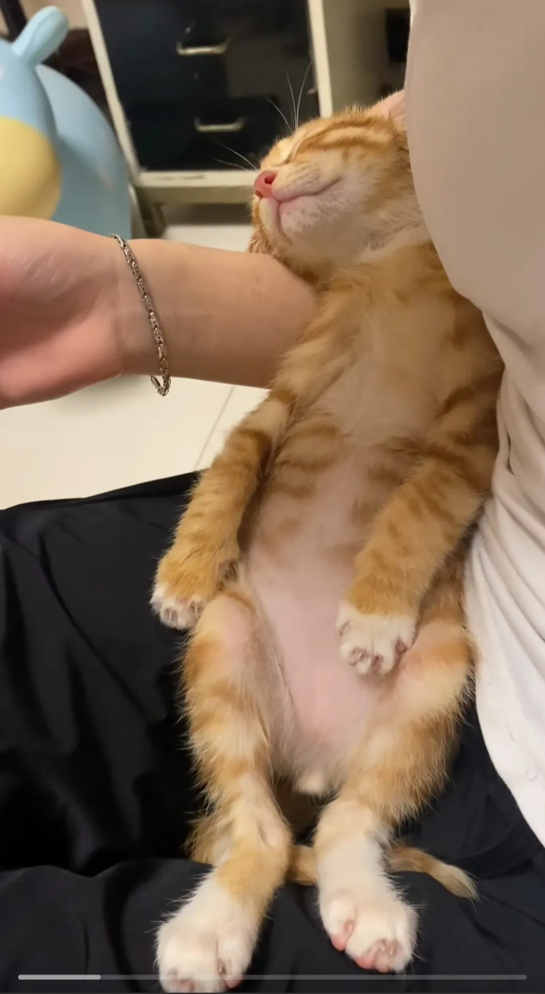 这个小可爱[doge]躺在主人的怀里睡😴的好安详，还有个跳蚤陪伴着，你们看到了吗