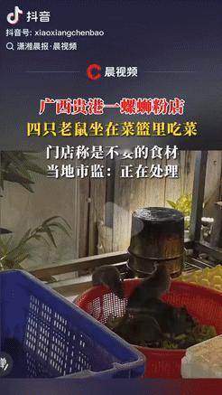 在广西贵港，一位顾客去吃螺蛳粉时，居然发现菜篮里有四只大老鼠在啃菜，她赶紧用手机