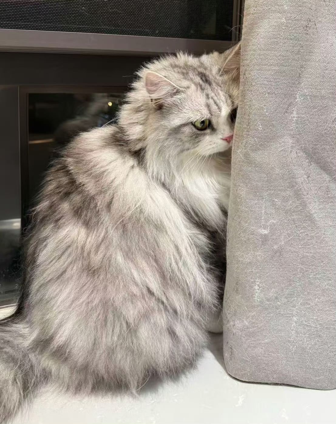无畏为自己的猫正名了财：听说有人说我很大？