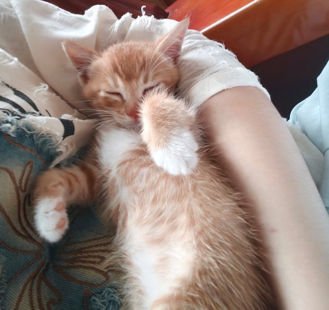 猫咪真的是世界上最乖的又乖毛又好rua猫咪