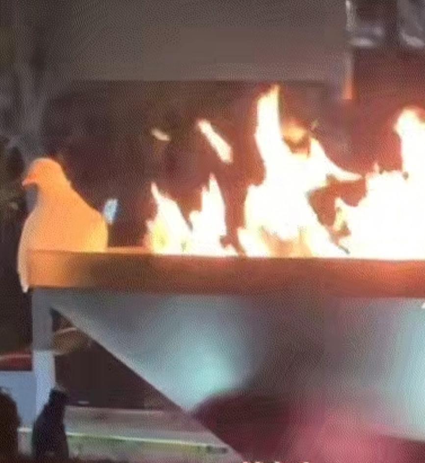 2025年12月，辽宁沈阳，一女子看到两只鸽子蹲在一火坑前，起初女子也以为鸽子在