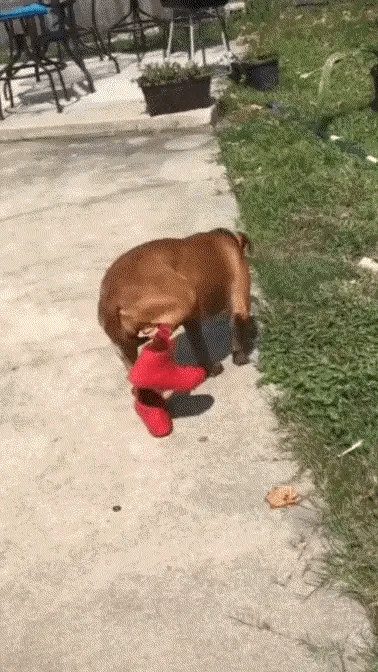 铲屎官给修狗买的鞋子，好像有点不对劲吧？