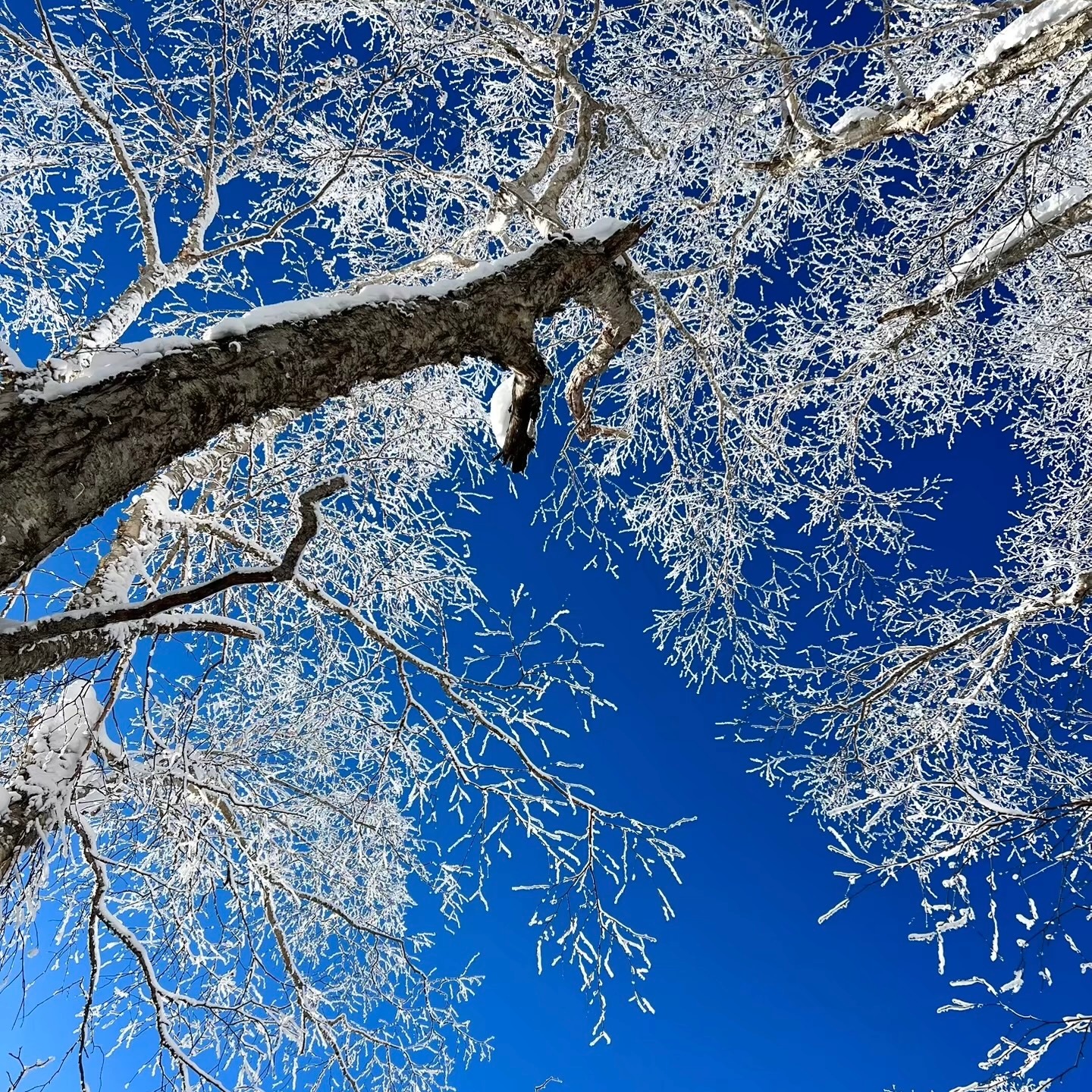 呼伦贝尔的冬天，已经美到nextlevel…路途中全是白茫茫的雪地完全满足对看