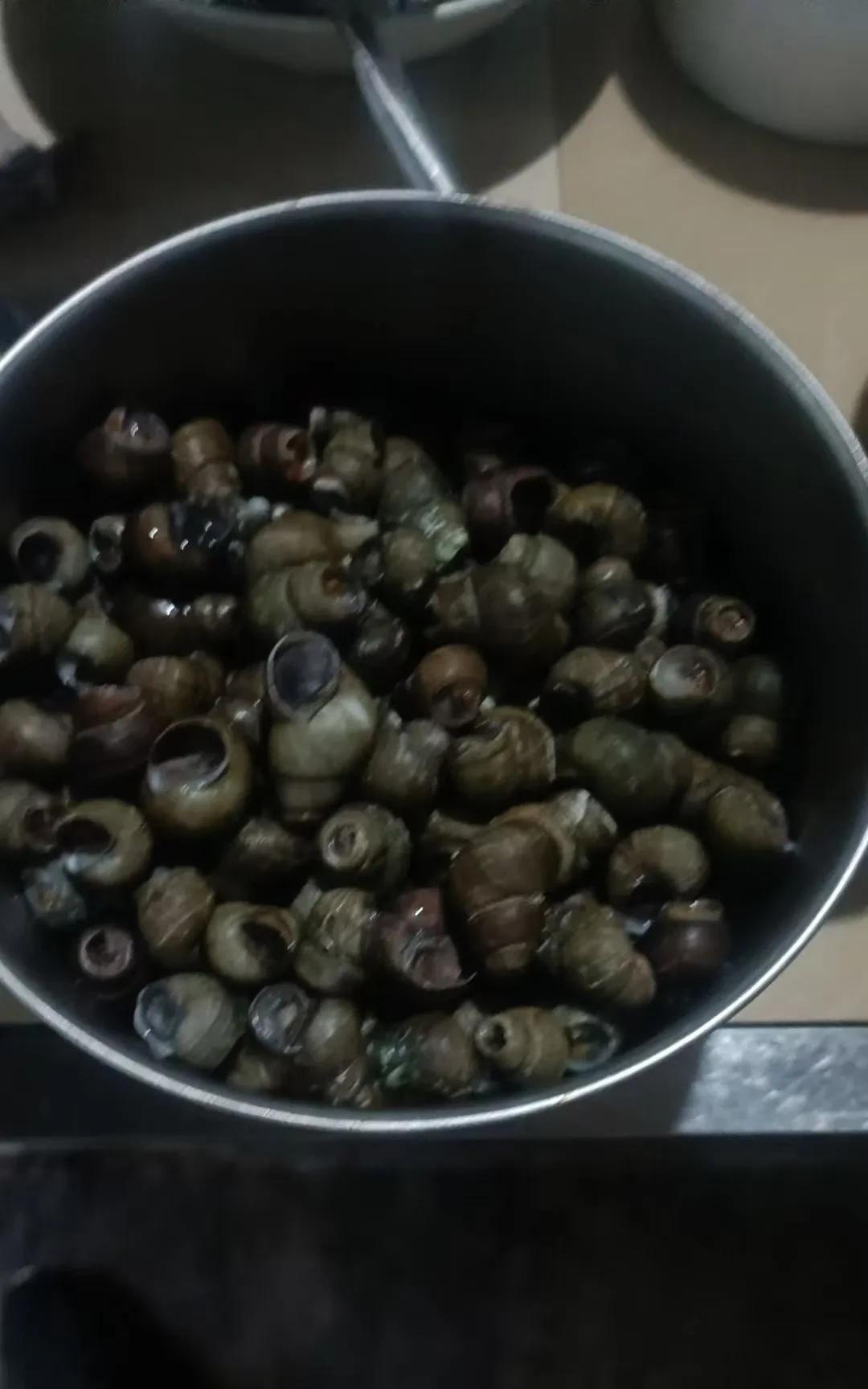 这是田螺还是福寿螺哇？有人可以帮我辨认一个吗？