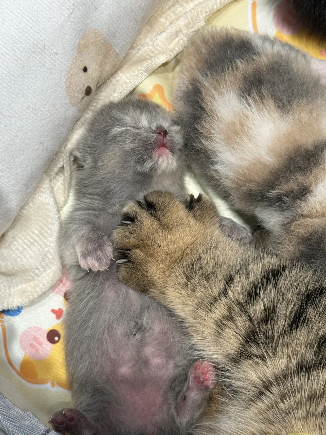 妈妈酱，哇达西喘不过气了！