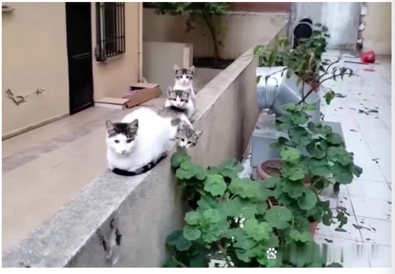 昨天有位网友给流浪猫妈妈喂食，第二天一大早，她惊喜地发现猫妈妈和她的三个孩子在等