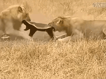 生死看淡，不服就干！草原上出大事了！平头哥今天是吃了熊心豹子胆，居然把两只霸王狮