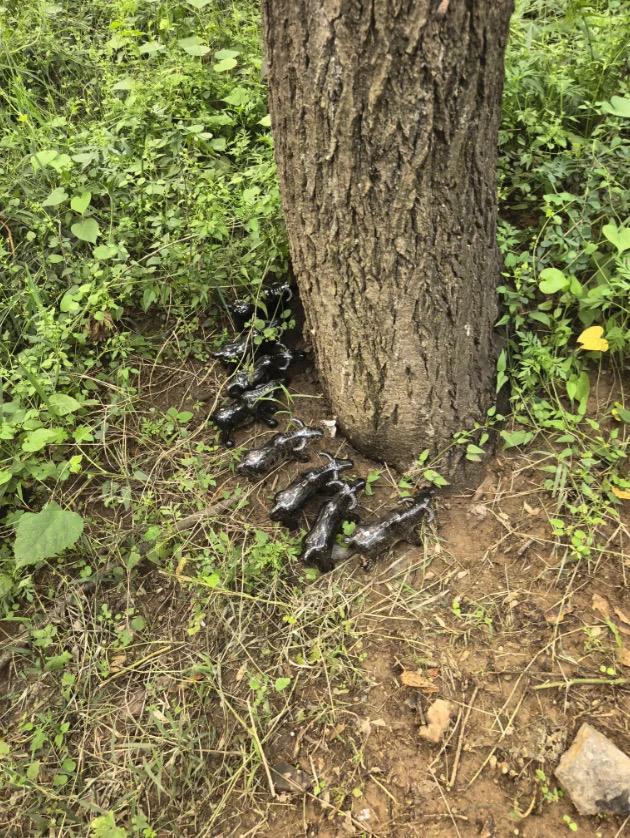 谁知道？爬山碰到这东西，是有啥说法吗？