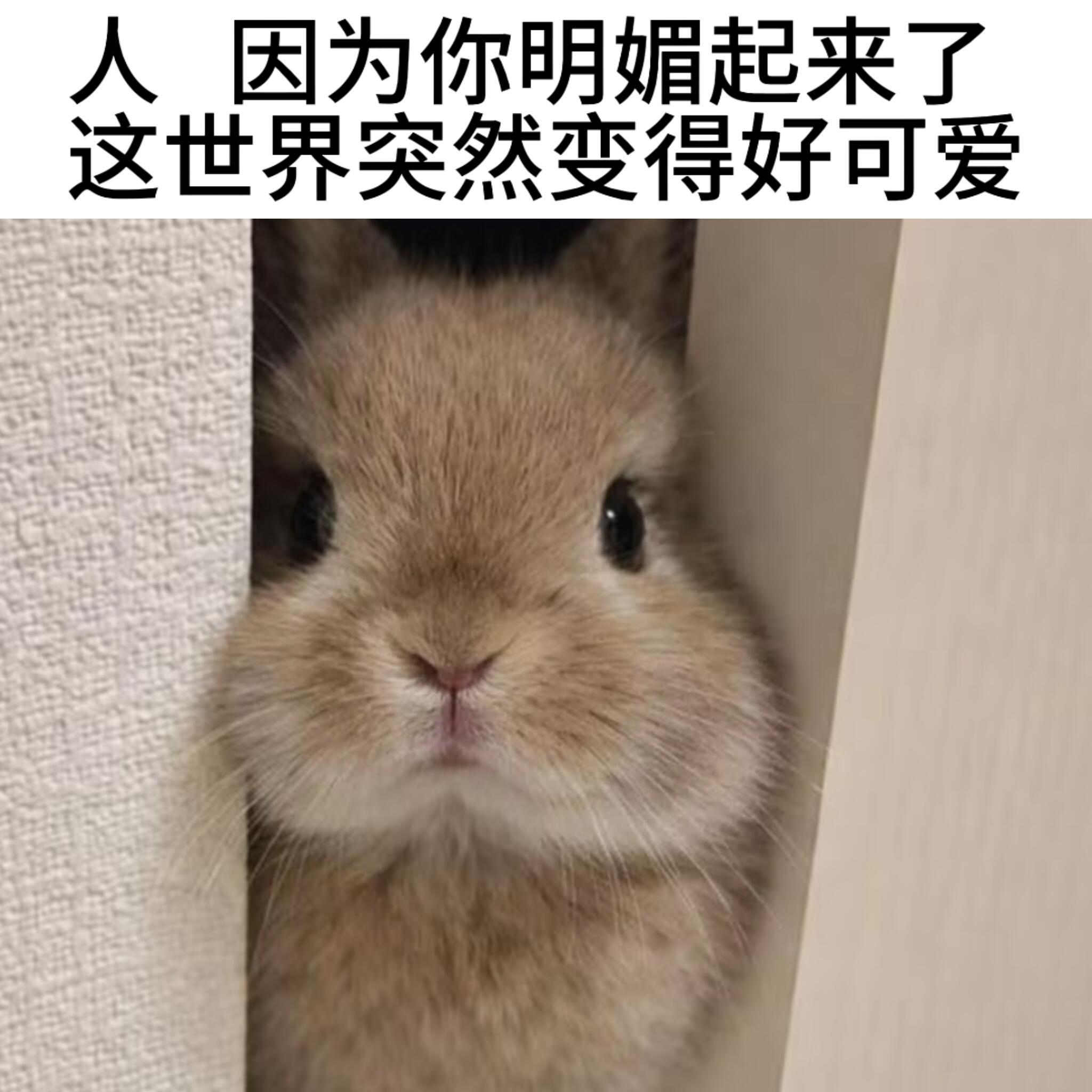 兔兔meme🥕好兔共赏🐇meme