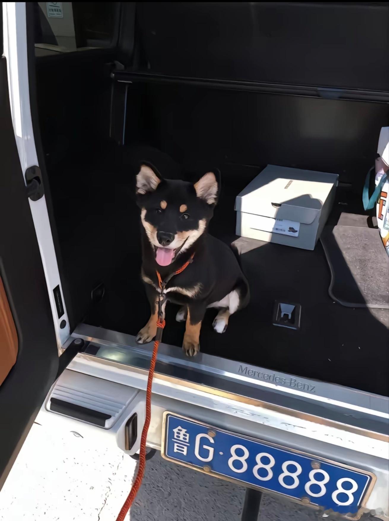 德系车好漂亮的小狗狗[doge]​​​