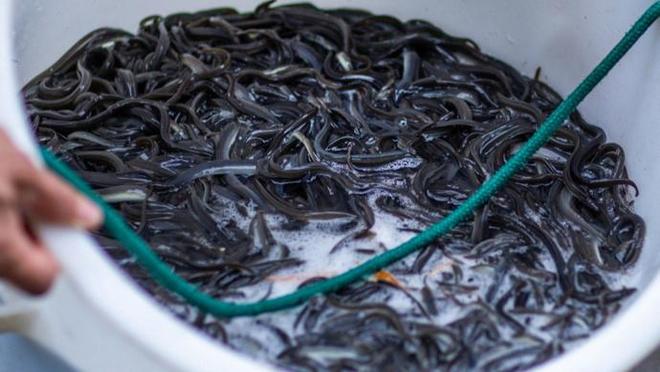 十八年死磕“水中黄金”人工繁殖, 仔鱼存活创纪录! 鳗鱼界“试管婴儿”成了?