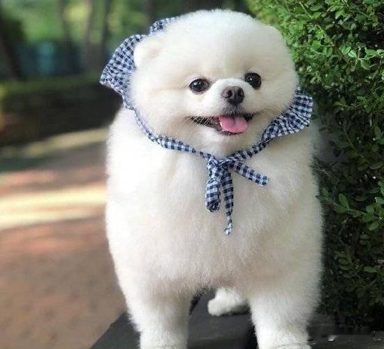 第一名：生肖狗🐶刘伯温推算生肖属狗的人一生藏三缘善缘，忠厚仗义愿相