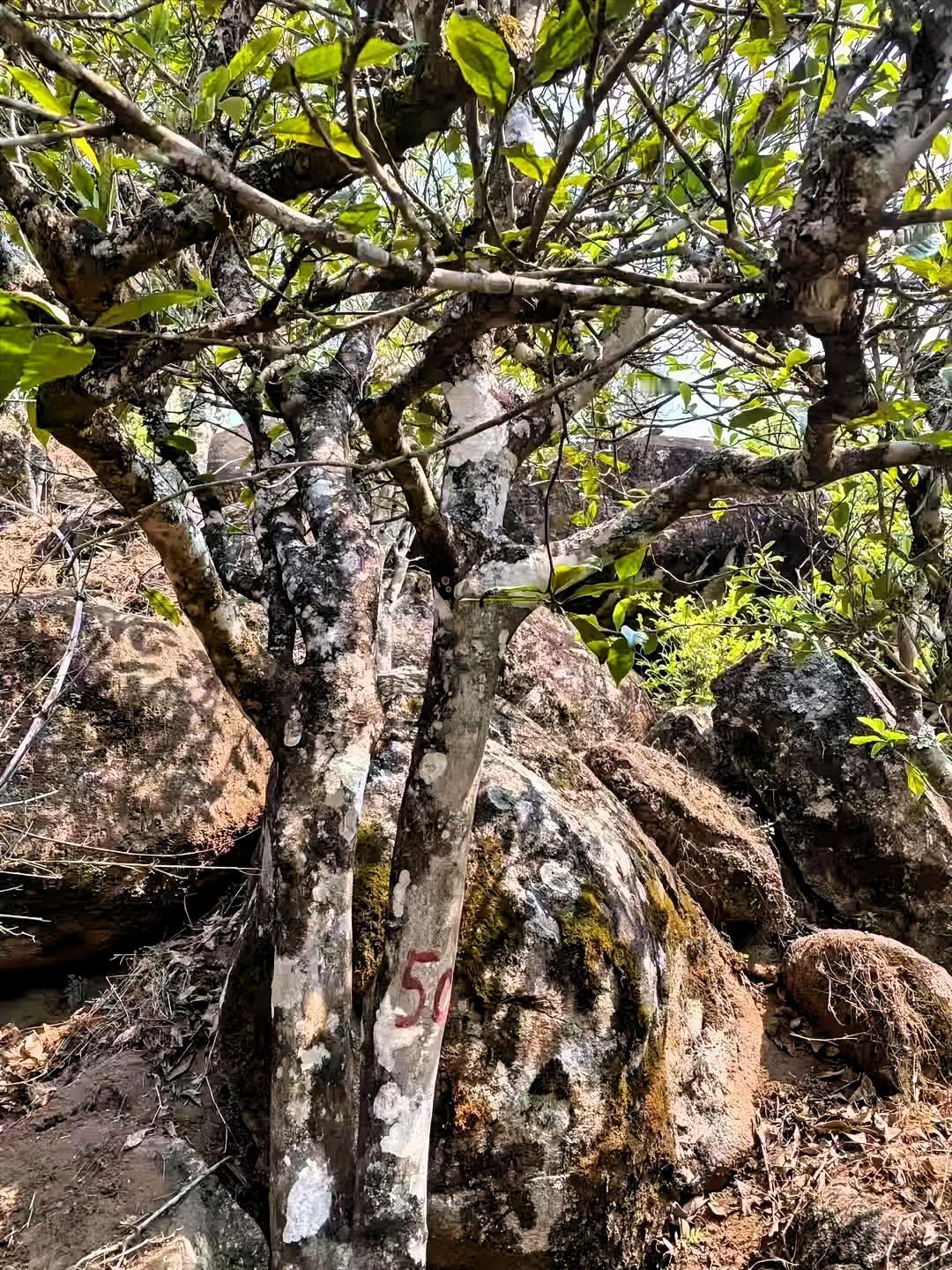 昔归茶，那可是茶中珍品。它的叶片肥硕厚实，色泽深绿油润。用沸水冲泡后，茶香瞬间弥