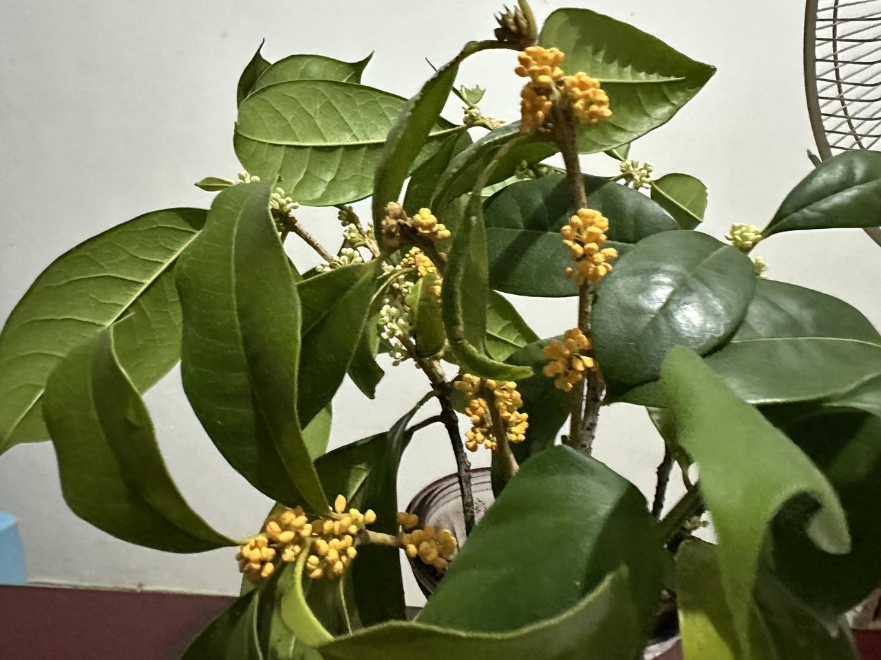 你们的城市，桂树开花了吗？独自一人漫步在桂花树下，不禁感到疑惑：俗话说“八月