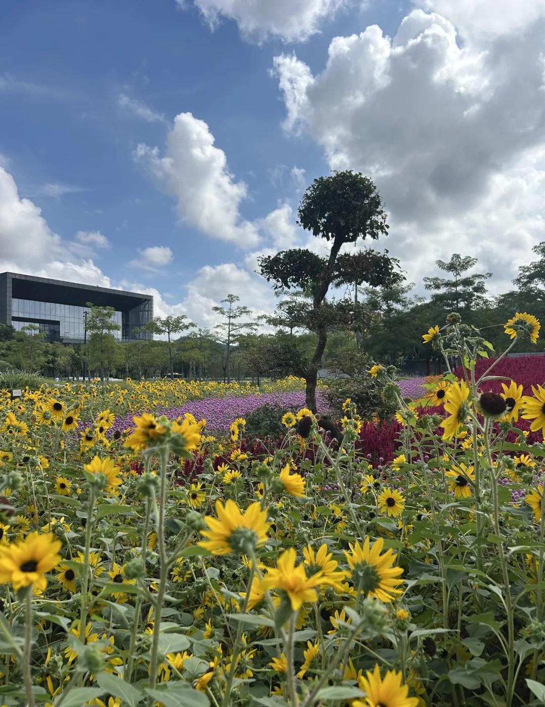 你觉得广州是个什么样的城市呢？在广州规划展览馆里面看了看，真的被广州惊艳到了，