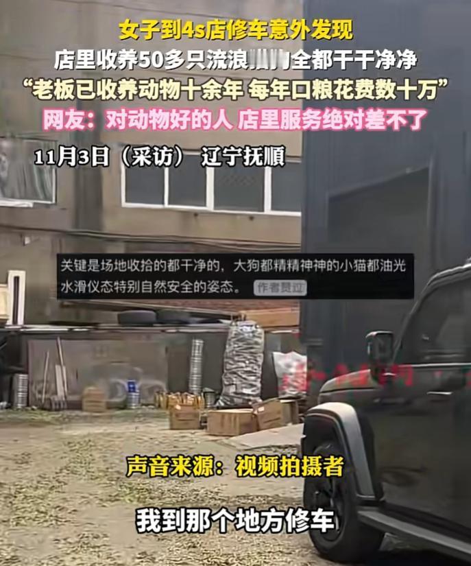 辽宁抚顺，女子带来4S店修车，发现店内养了五十多只流浪猫狗，女子本以为老板是打算