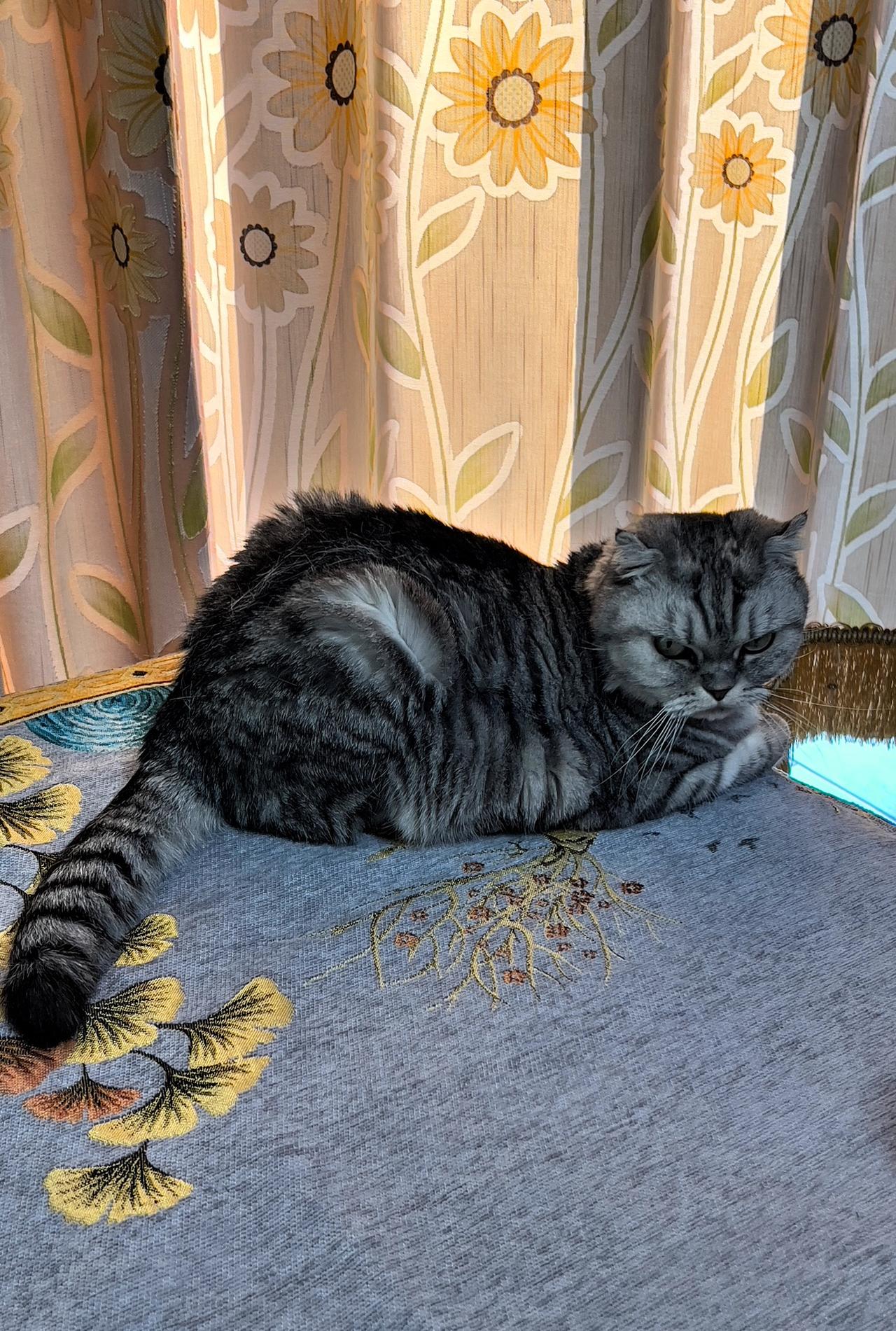 分享一只超乖的小猫咪