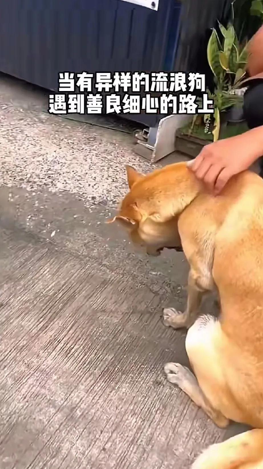 一只流浪狗在街边不停地用前脚扒拉着嘴，还不停地甩头。其他行人看到这种情形，都纷纷