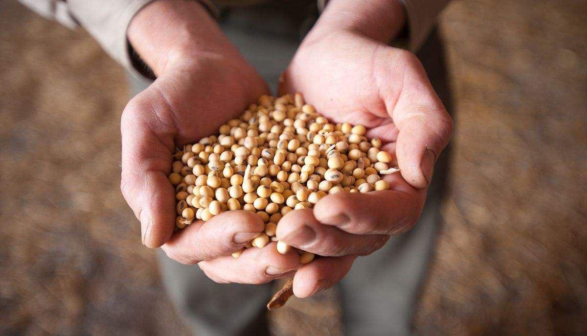 有资料显示，一亿吨大豆除了能榨出二千万吨食用油之外，余下的七千多万吨豆粕，能产出