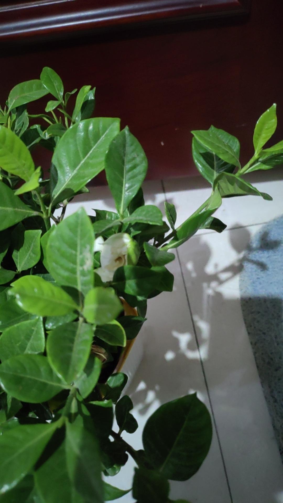 在拼多多上买的栀子花，今天总于开了一朵白花，凑近闻一下，真的是栀子花味道。这是我