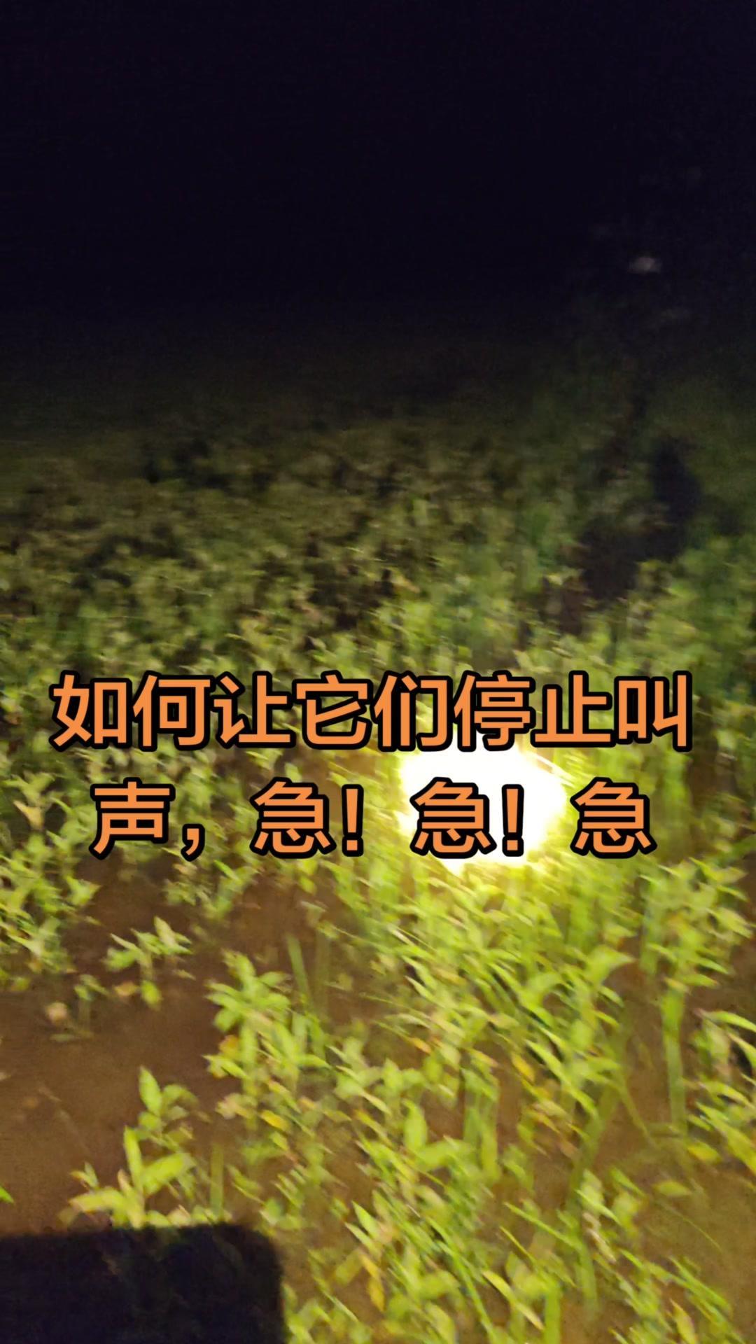 啊啊，这叫声太扰人了！农家院夜不能眠？🙀晚上总被奇怪叫声吵醒？这是困扰很多养殖