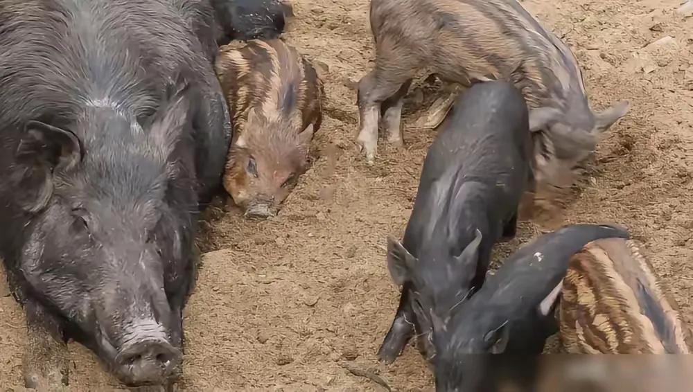 东北男子养了一头大公种猪，专门给附近的母猪配种挣钱用。后来从山上下来一头母野猪经