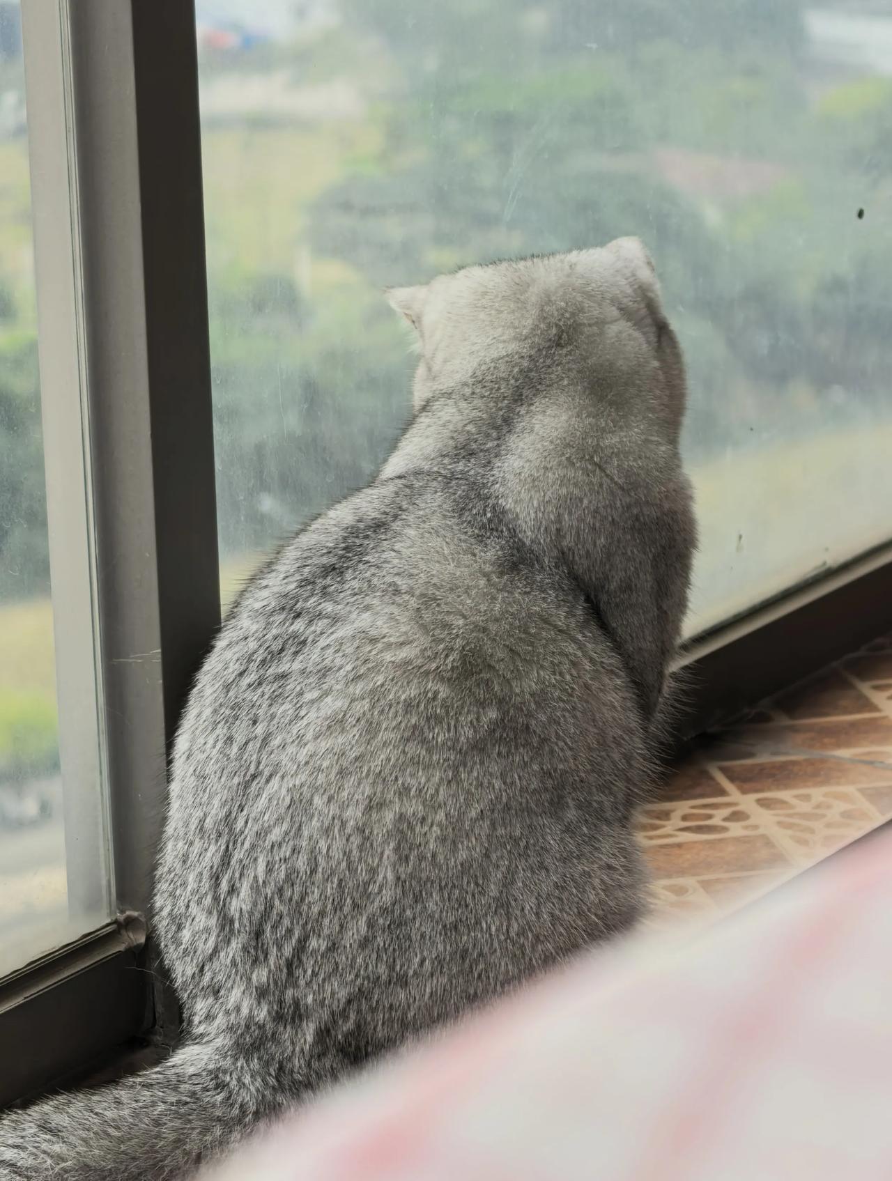 比亚迪做了八个月的病猫，今天终于硬了一把，猛虎要下山了。一方面现在大家对明年