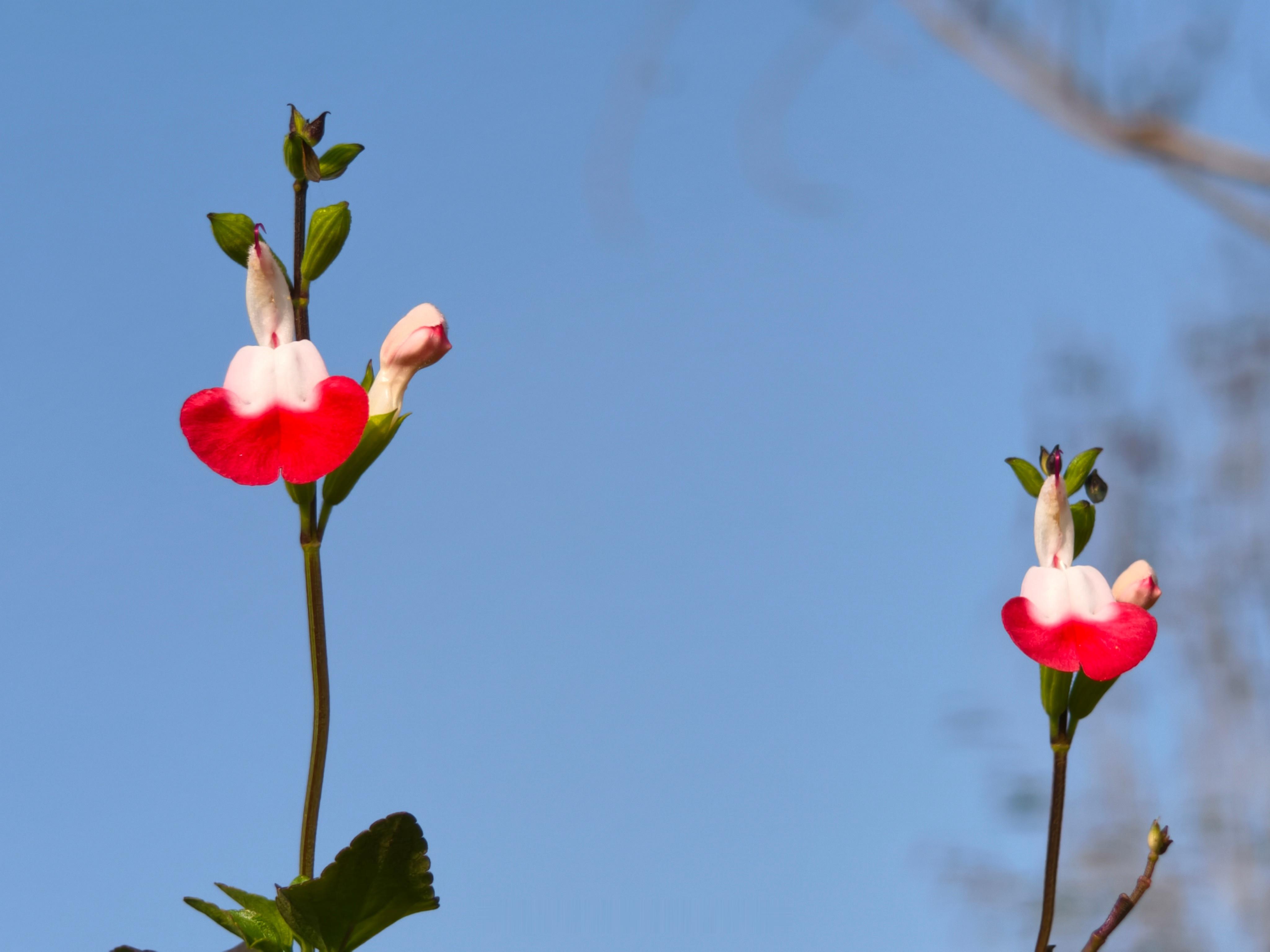 vivoX300新鲜上手，快速了解一款产品最好的办法就是立马用上，随手拍了一些