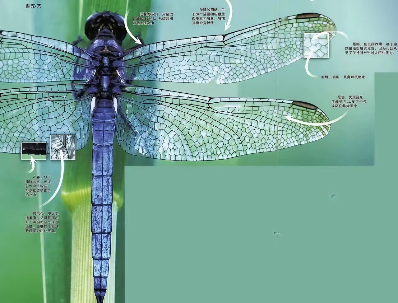 世界上最完美的翅膀是蜻蜓的翅膀，远超人类所有飞行器。如果你小时候抓过蜻蜓，就会发