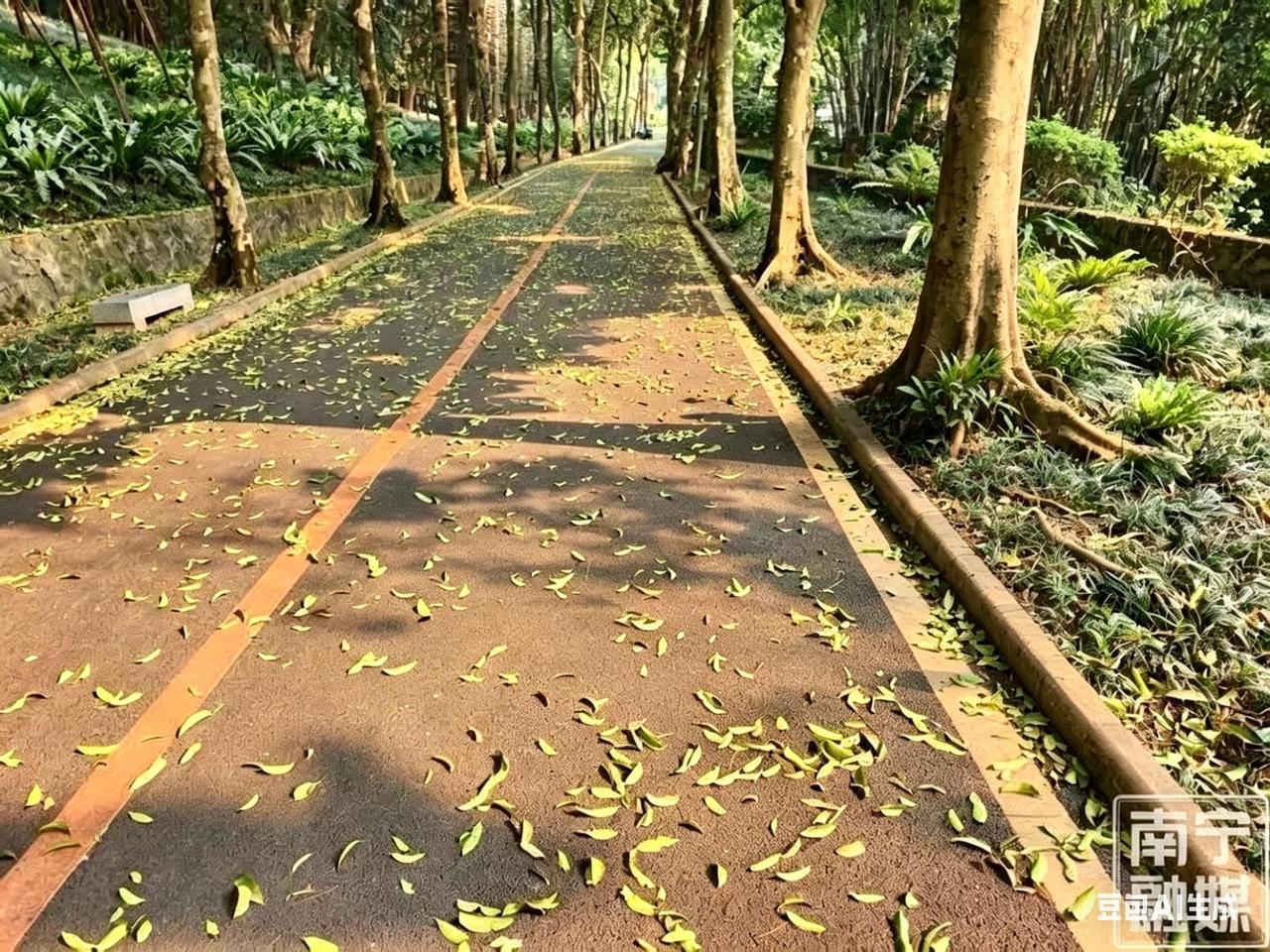 别只知道秋天落叶！南宁春日竟藏着黄金大道，错过再等一年提起落叶，多数人第一时