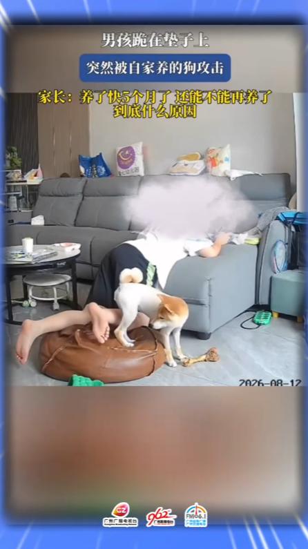“这狗还能养吗？”广州，一户人家饲养的柴犬正趴在孩子身边啃骨头，但突然转头，盯着