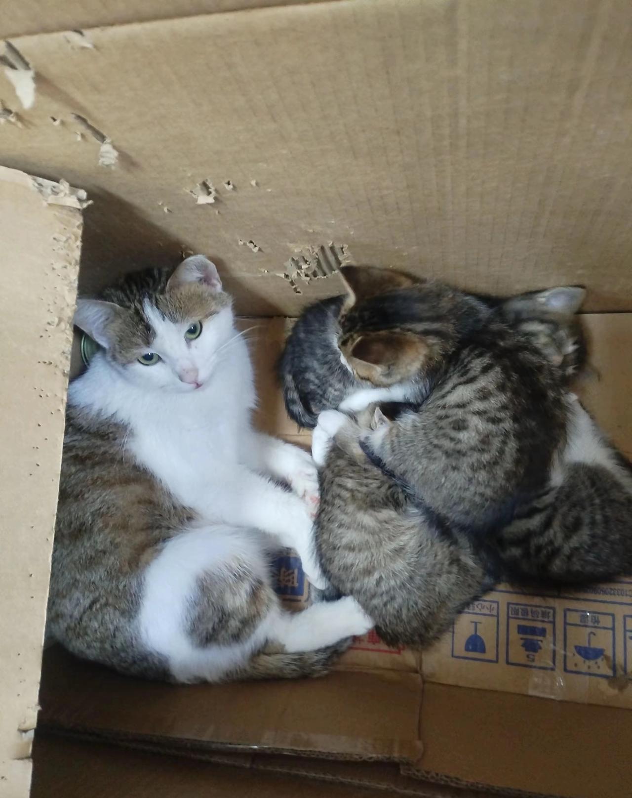 真的被这家小吃店老板暖到了！一只怀着孕的流浪猫半夜来讨食，老板不仅